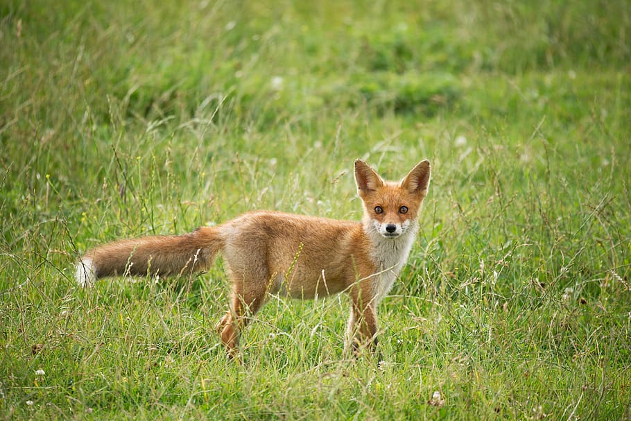 wildlife photography of fox surrounded by grass, red fox standing on grass field HD wallpaper