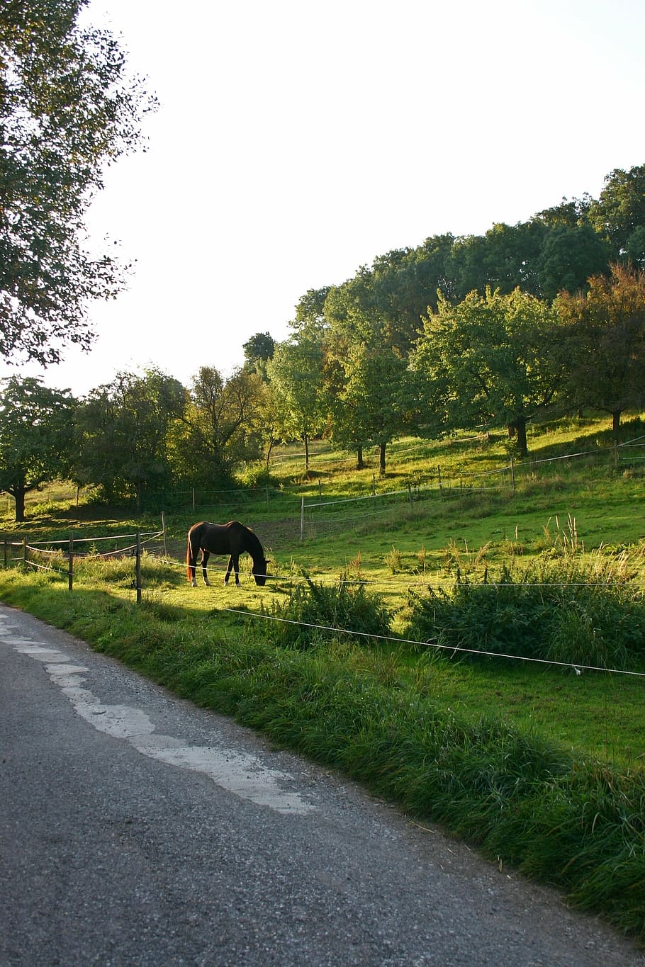 horse, coupling, pasture, paddock, graze, meadow, animal, autumn HD wallpaper