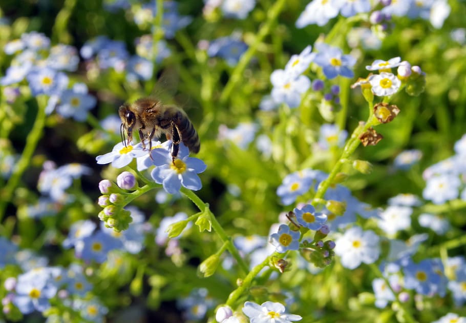 nots, flowers, bee, pollination, pollinate, blue, the delicacy HD wallpaper