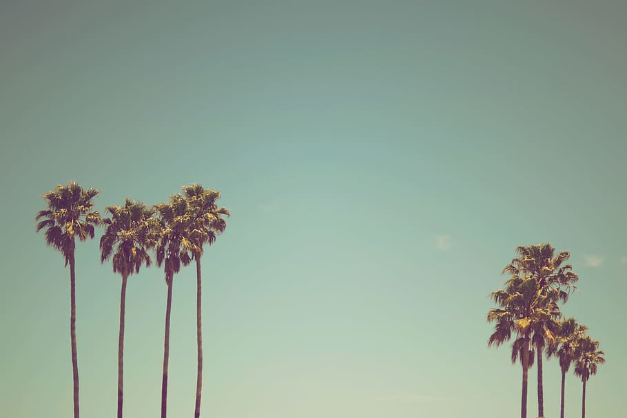row of palm trees, summertime, sky, nature, plant, branch, outdoors HD wallpaper