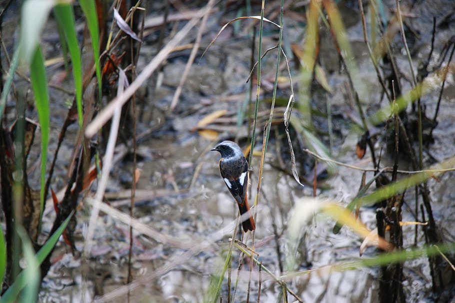 bird, grass, birds, vertebrate, animal wildlife, animals in the wild HD wallpaper