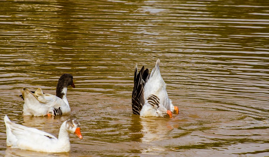 duck, bird, water, animal themes, animals in the wild, vertebrate HD wallpaper