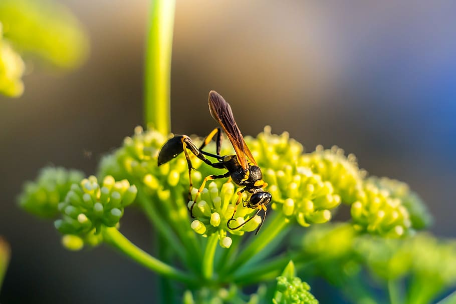 bee, insect, nature, macro, close-up, animal, summer, plant HD wallpaper