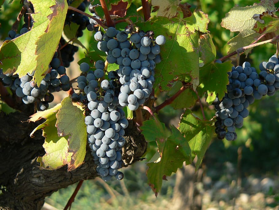 Raisin, Grapes, Fruit, Wine, Plant, automn, red, agriculture HD wallpaper