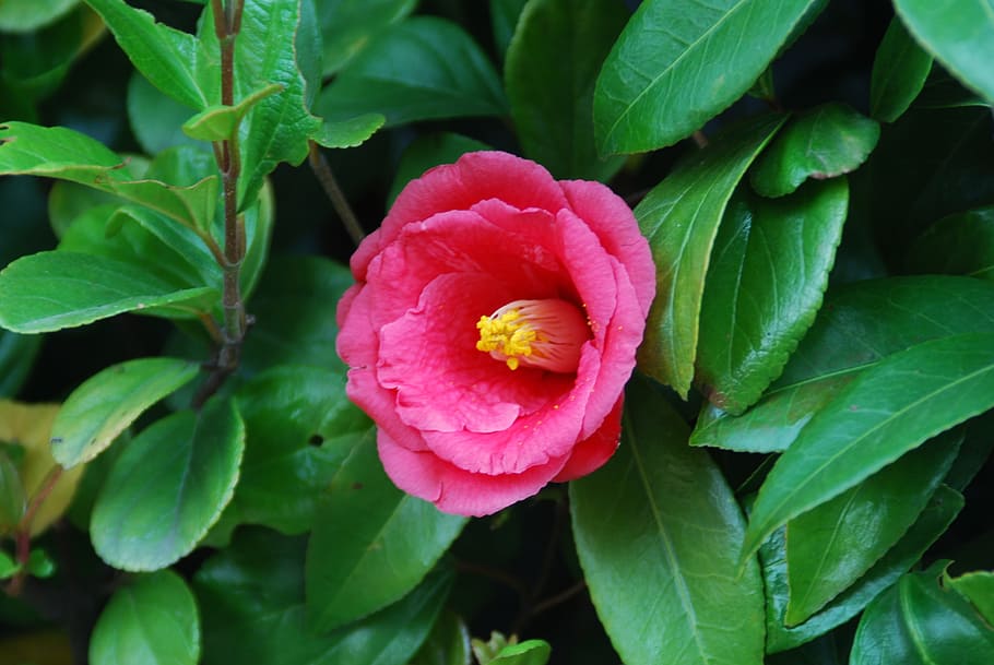 flowers, camellia, camellia japonica, one flower, red, winter