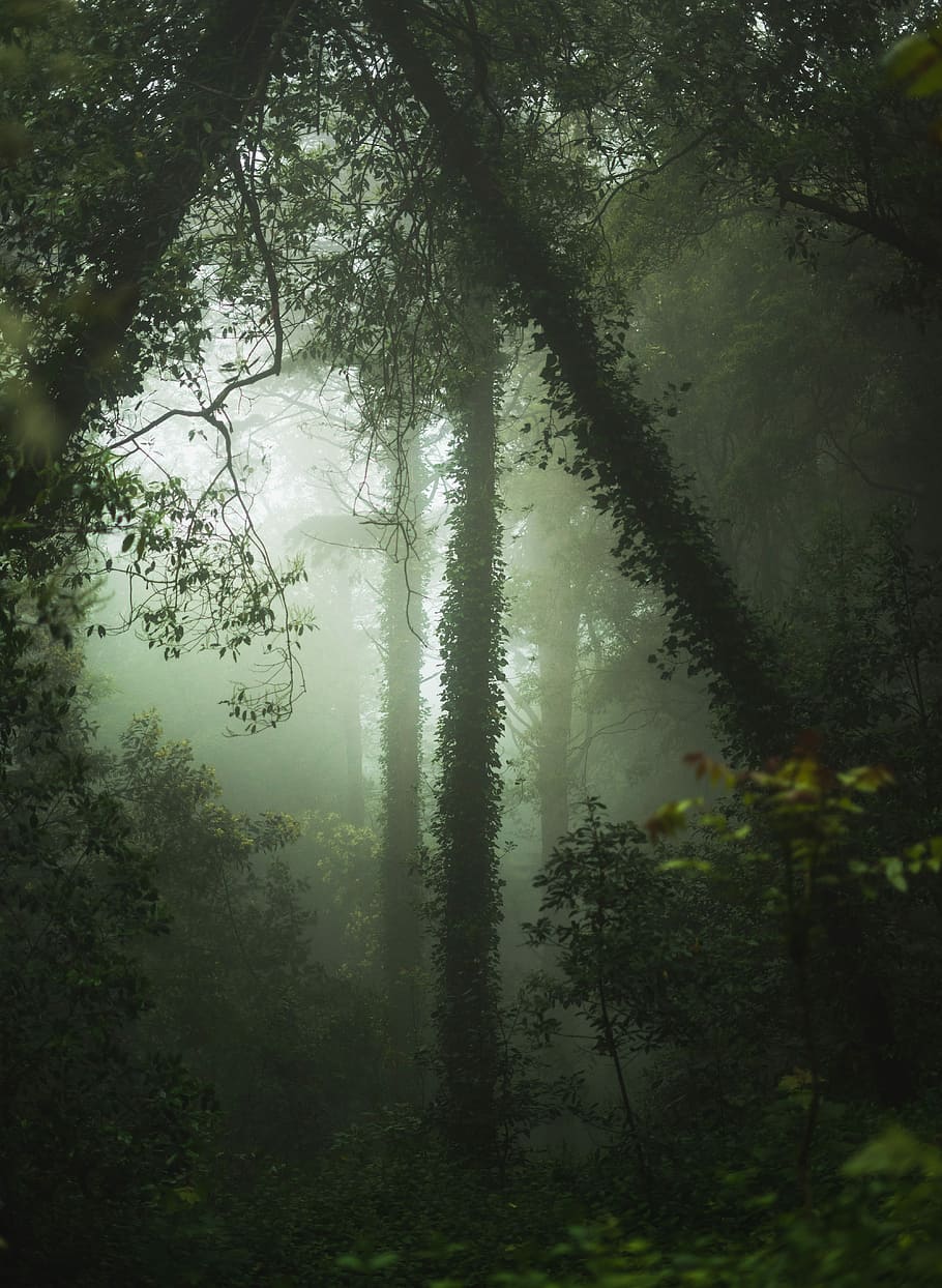 green forest with fogs, photo of green trees surrounded by fog