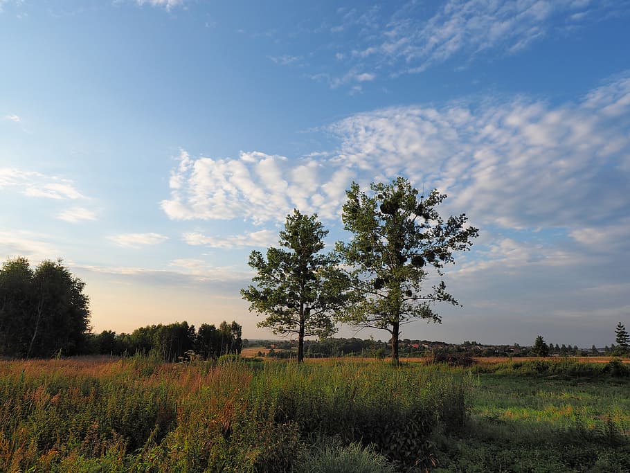 tree, evening, meadow, sky, clouds, poland, view, landscape HD wallpaper