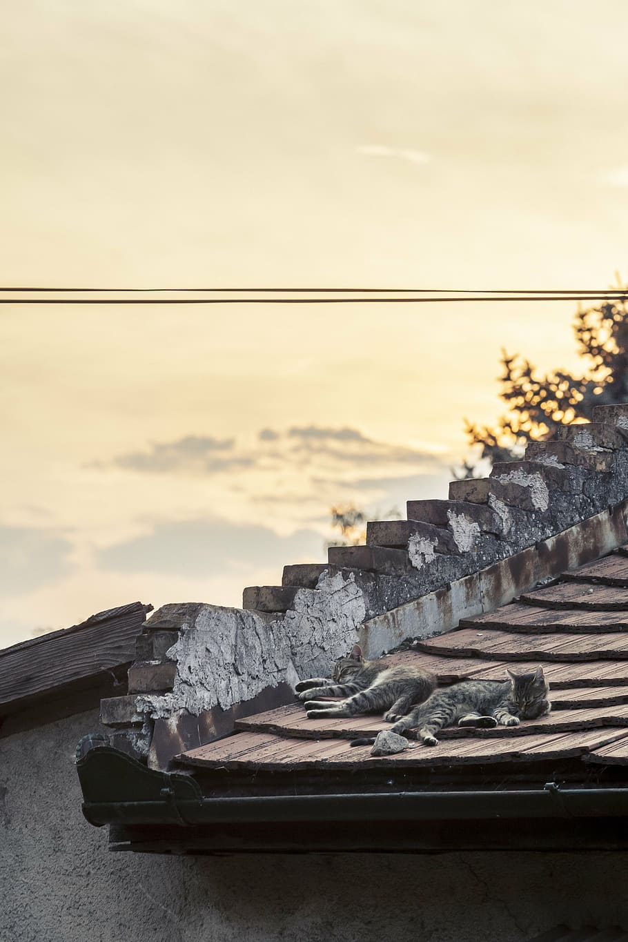 cats, sleeping, rooftop, rural, rustic, town, animal, pet, cute HD wallpaper