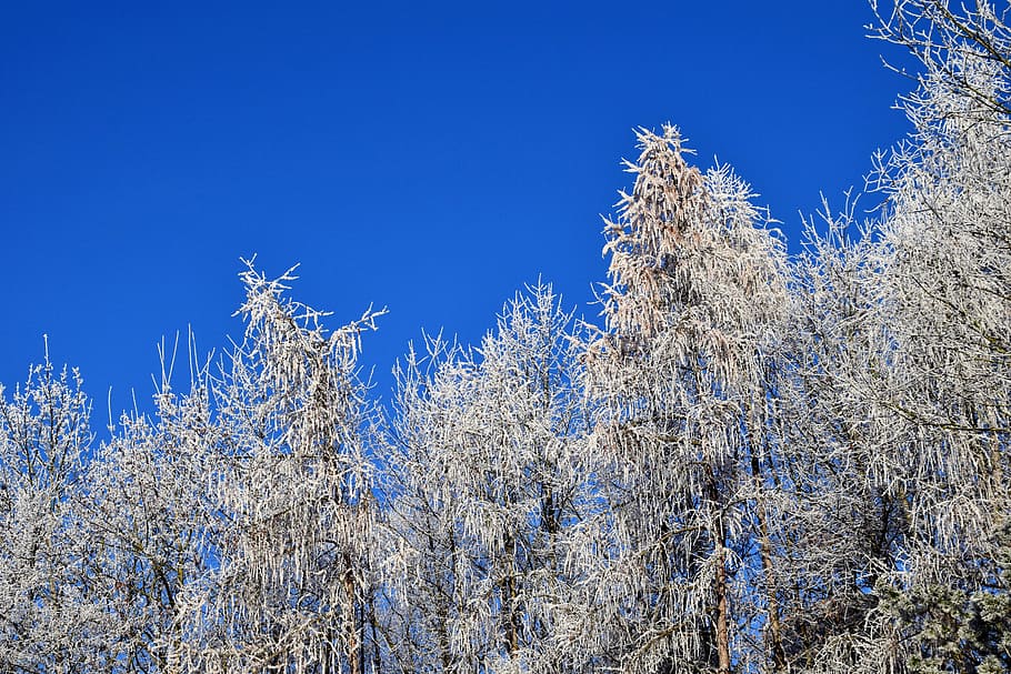 Winter, Trees, Snow, Wintry, winter trees, nature, frost, cold HD wallpaper