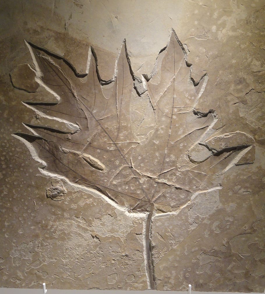 acer, leaf, eocene, imprint, shape, fossile, plant, extinct, HD wallpaper