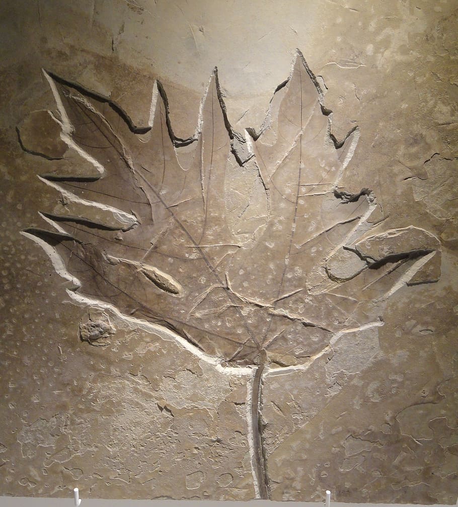 acer, leaf, eocene, imprint, shape, fossile, plant, extinct HD wallpaper