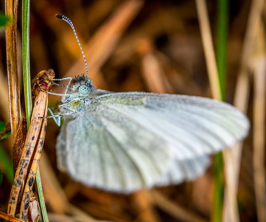 macro, insect, butterfly, animal themes, animal wildlife, one animal HD wallpaper