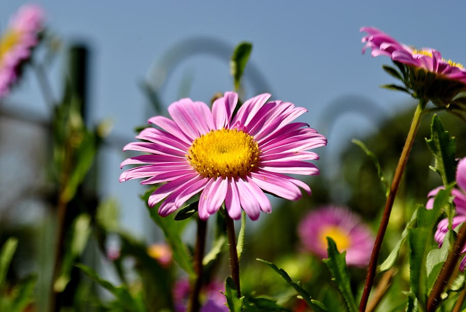 flower, pink, blossom, flowering plant, freshness, fragility HD wallpaper