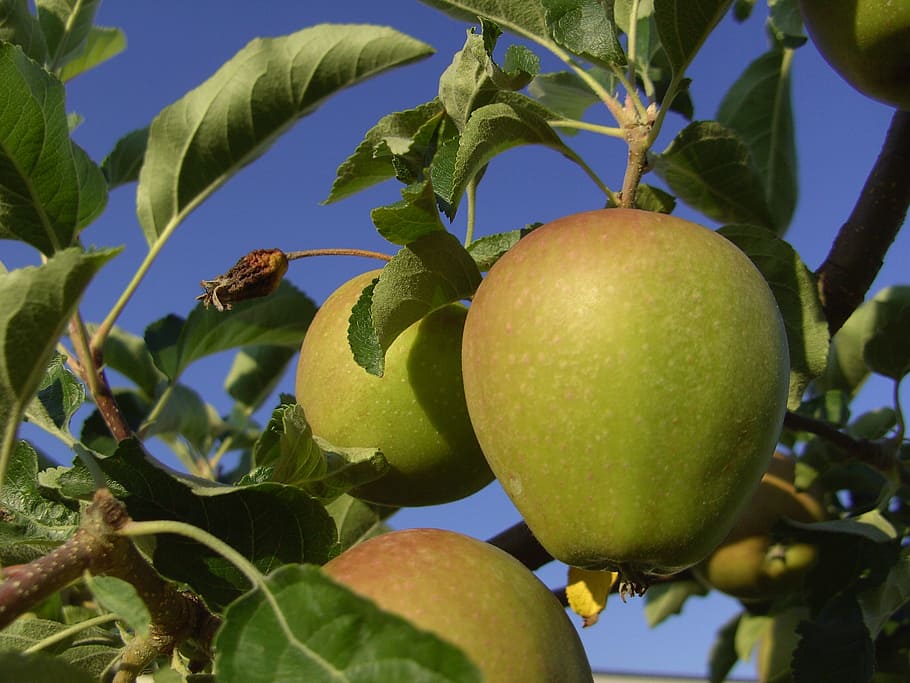 apple, tree, fruit, healthy, healthy eating, food and drink HD wallpaper