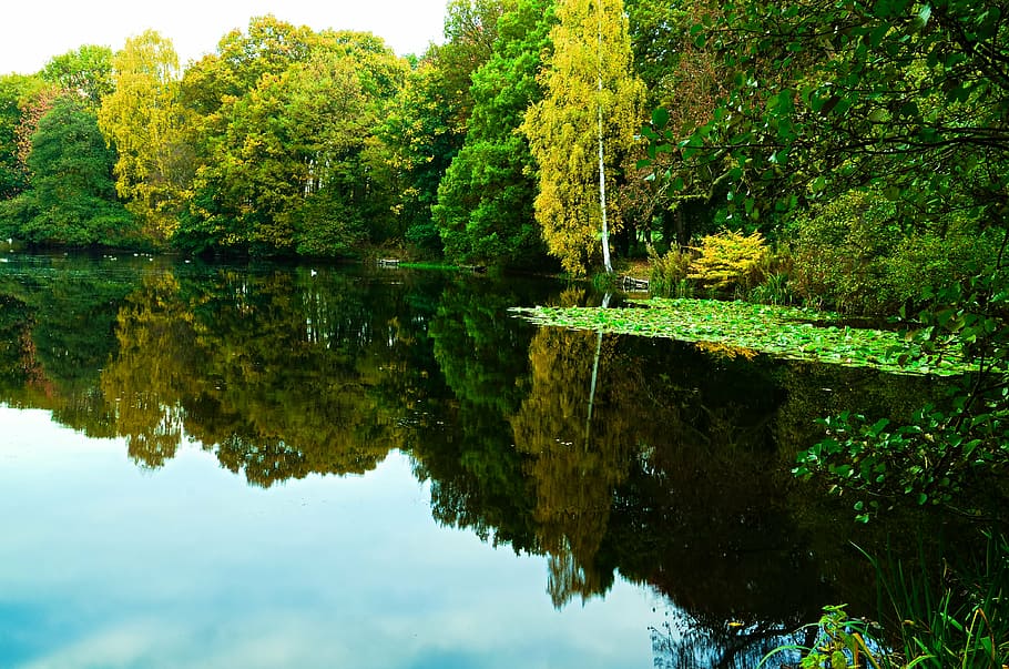 lake, tree, landscape, nature, water, view, the brook, reflection HD wallpaper