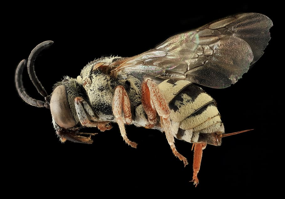 bee, close up, epeolus minimus, fly, honeybee, insect, macro HD wallpaper