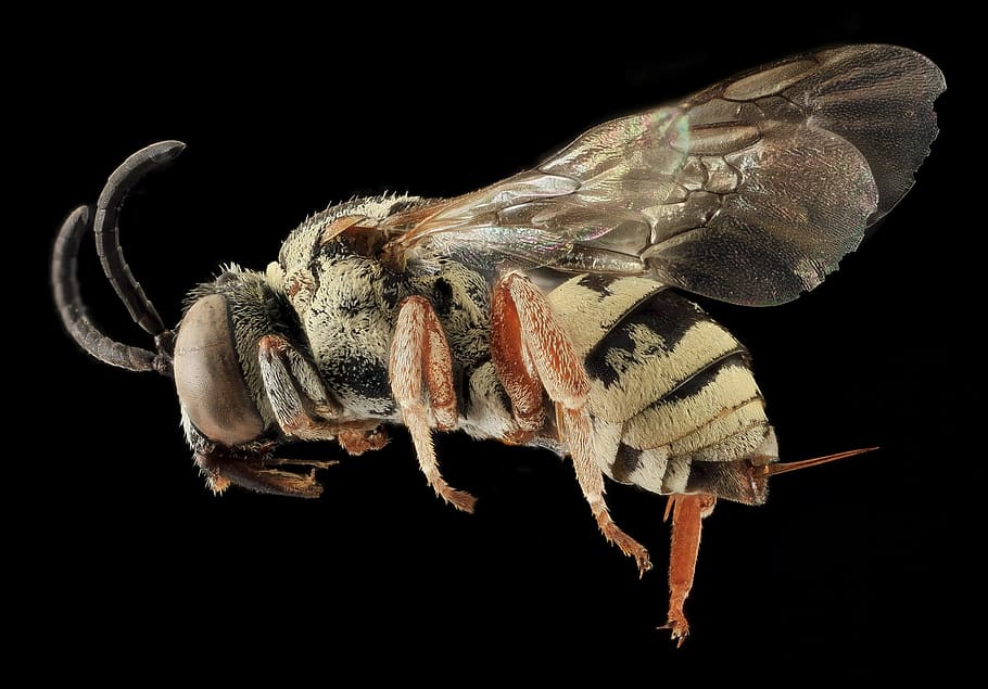 yellow and black bee in closeup photo, insect, macro, profile HD wallpaper