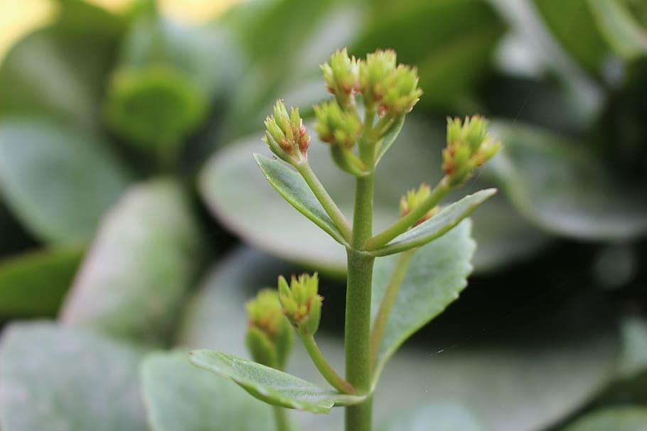 flower, life, plant, growth, leaf, plant part, green color HD wallpaper