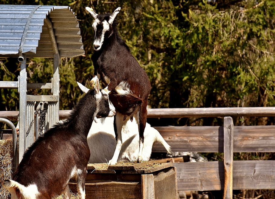 goats, play, animals, cute, wildlife photography, animal world HD wallpaper