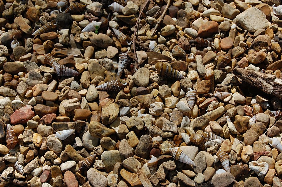 Pebbles, Shells, Shore, Beach, Seashell, full frame, no people HD wallpaper