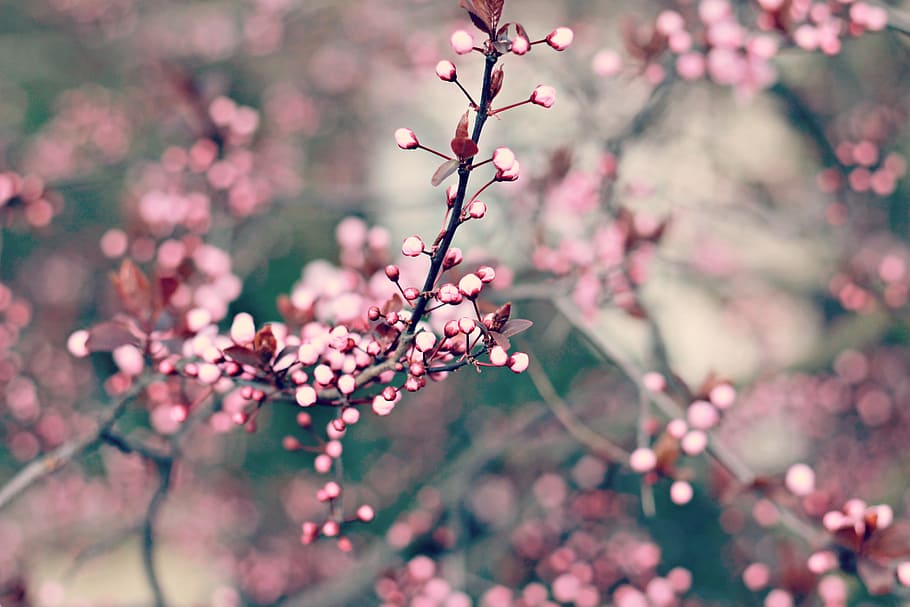 shallow focus photography of pink tree flowers, spring, flowering tree HD wallpaper