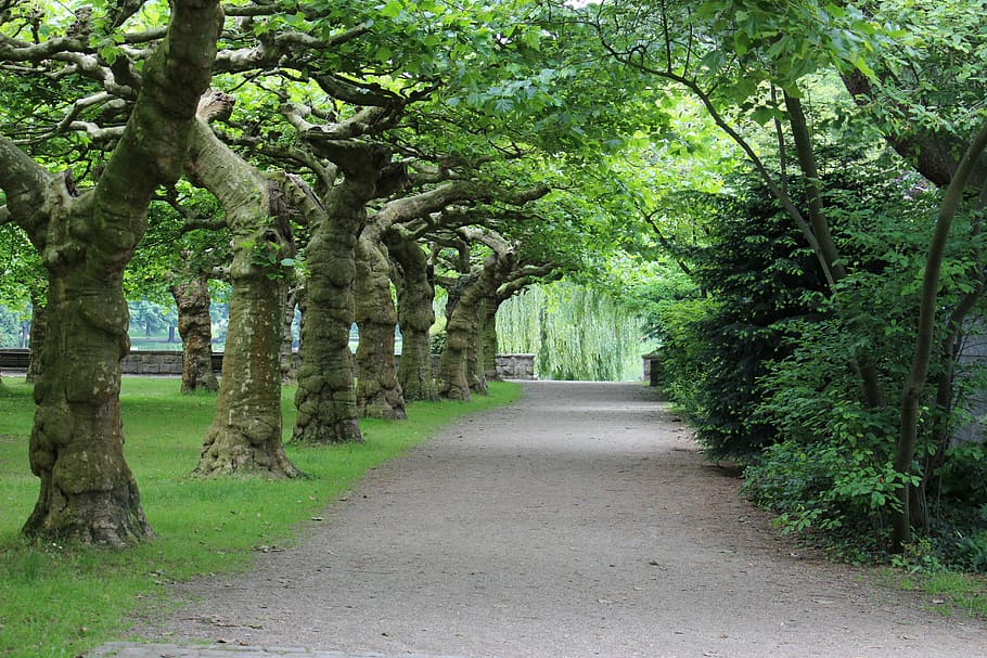 tree, trees, avenue, away, by trees limited, sidewalk, tree lined avenue HD wallpaper