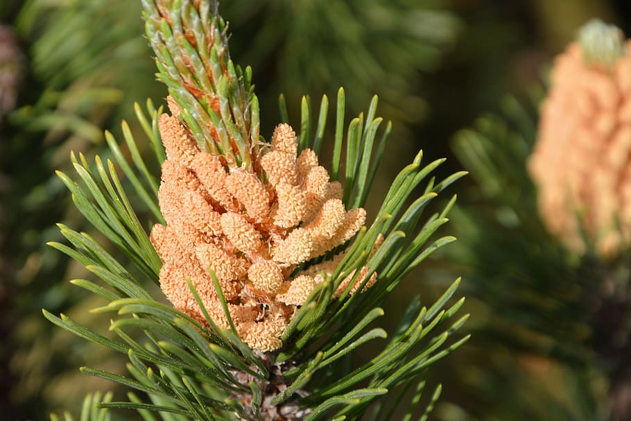 pine, pine cones, tap, pine branch, immergrüner tree, plant HD wallpaper