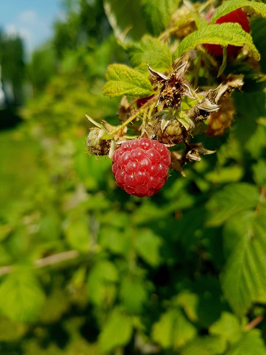 raspberry, red, nature, eat, food, food and drink, growth, plant HD wallpaper