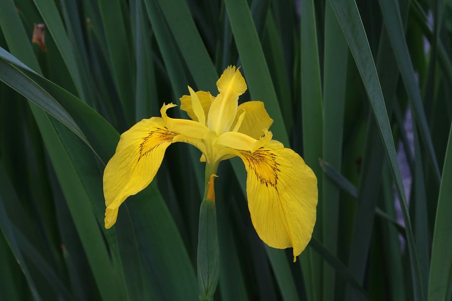 yellow, aquatic plants, leaf, pond, flowers, pond plants, flowering plant HD wallpaper
