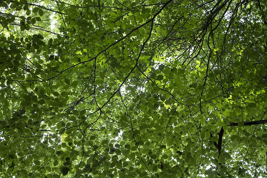 nature, leaves, sheet, trees, forest, autumn, garden, colors HD wallpaper