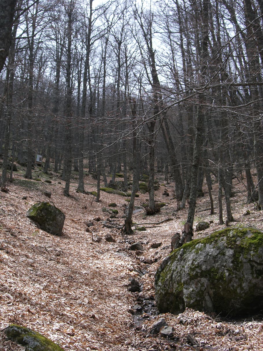 castañar, brown, leaves, winter, forest, tree, plant, land HD wallpaper