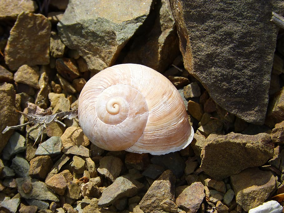 snail, shell, spiral, yellow, animal wildlife, rock, animals in the wild HD wallpaper
