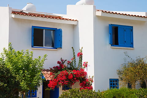 red bougainvillea flowers on white and blue concrete house HD wallpaper