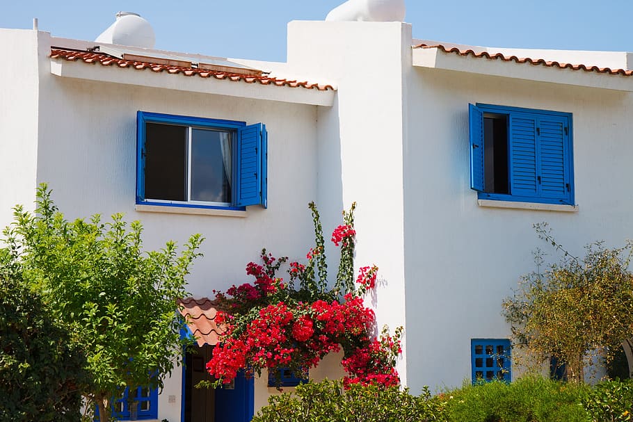 red bougainvillea flowers on white and blue concrete house HD wallpaper