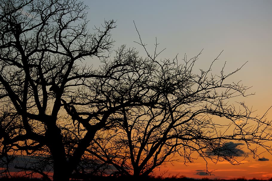 sunset, tree, shadow, nature, sky, sunrise, summer, orange HD wallpaper