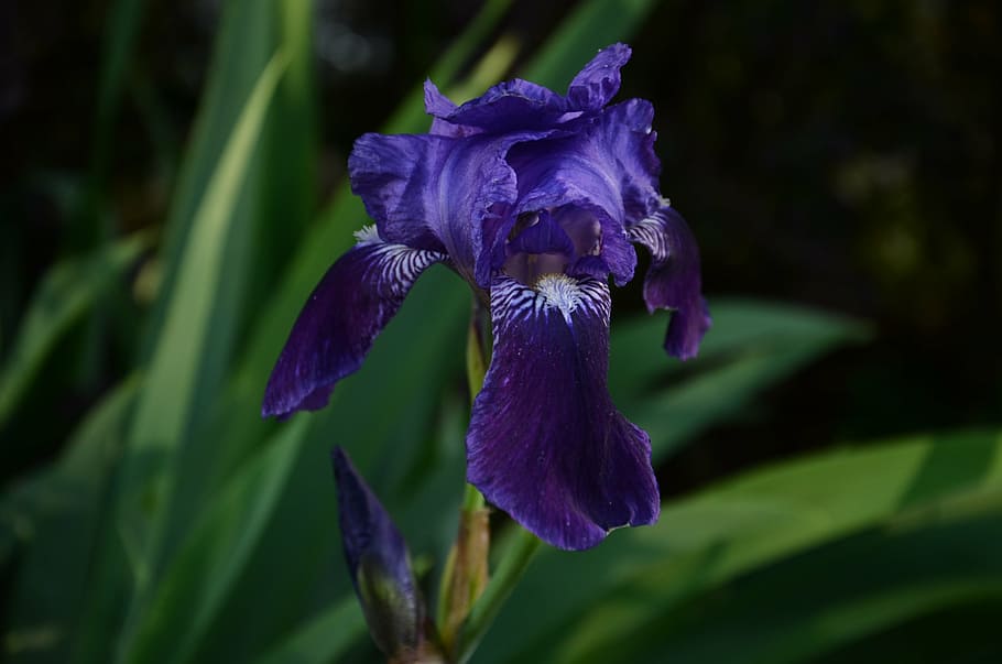 violet, flower, blossom, bloom, violaceae, spring, nature, close HD wallpaper