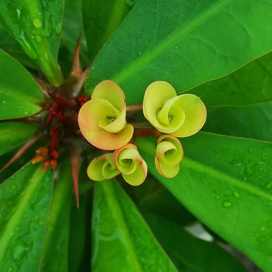 flower, cactus, plant part, leaf, growth, green color, close-up HD wallpaper