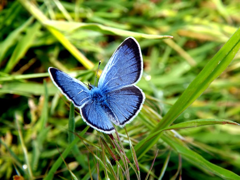blue and black butterfly perched on green grass, wings, insecta HD wallpaper