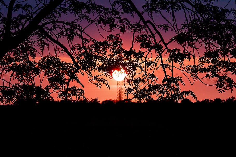 sunset over the horizon, evening sky, abendstimmung, tree, silhouette HD wallpaper