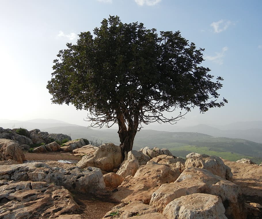 green leafed tree surrounded by brown rock formations, lonely