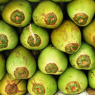 coconuts, fruit, green, seed, drupe, tropical, exotic, shiggaon HD wallpaper