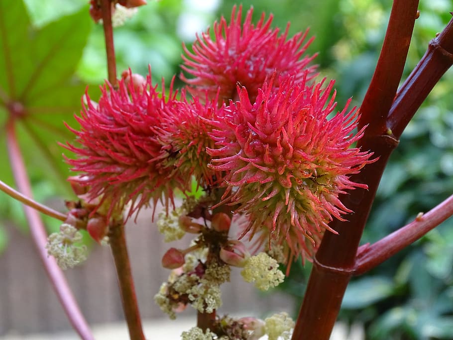 wonder tree, castor oil plant, ricinus communis, fingered leaves, HD wallpaper