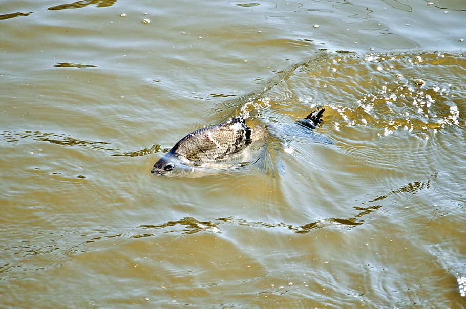 fish, water, wave, river, volga, muddy water, fishing, animal themes HD wallpaper
