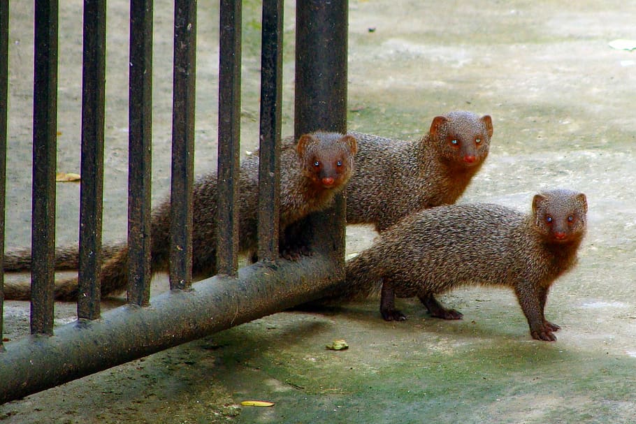 mongoose, gray, indian, mom, babies, baby with mom, dharwad, HD wallpaper
