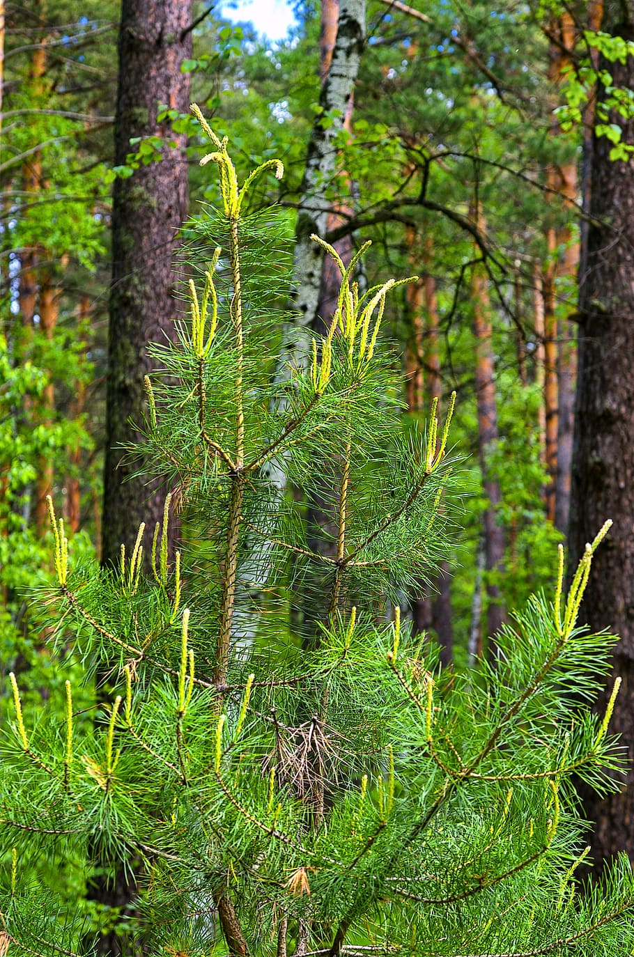 pine, spring, nature, forest, trees, landscape, outdoors, plant HD wallpaper