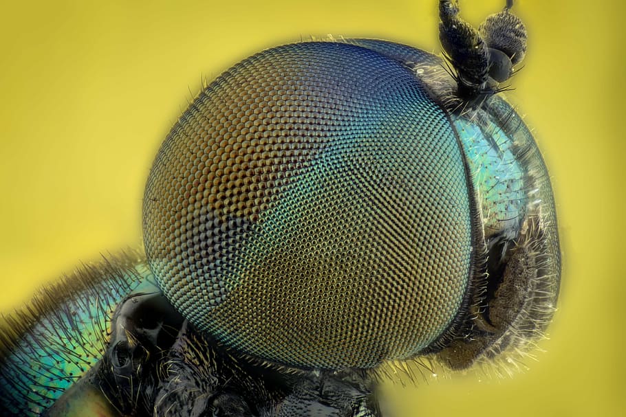 macro photography of insect eye, eyes, bug, colors, green, fly HD wallpaper