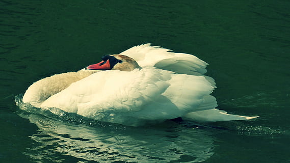 labut, aqueous, bird, water, animals in the wild, animal themes HD wallpaper