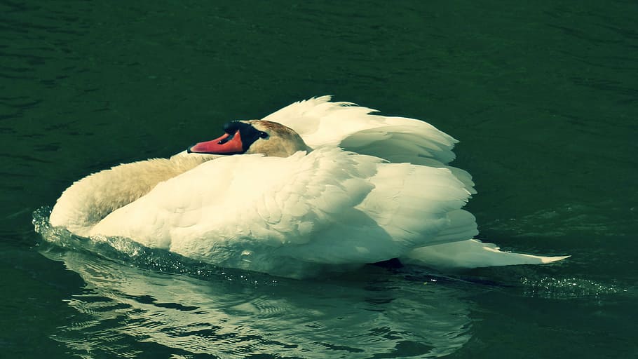 labut, aqueous, bird, water, animals in the wild, animal themes HD wallpaper