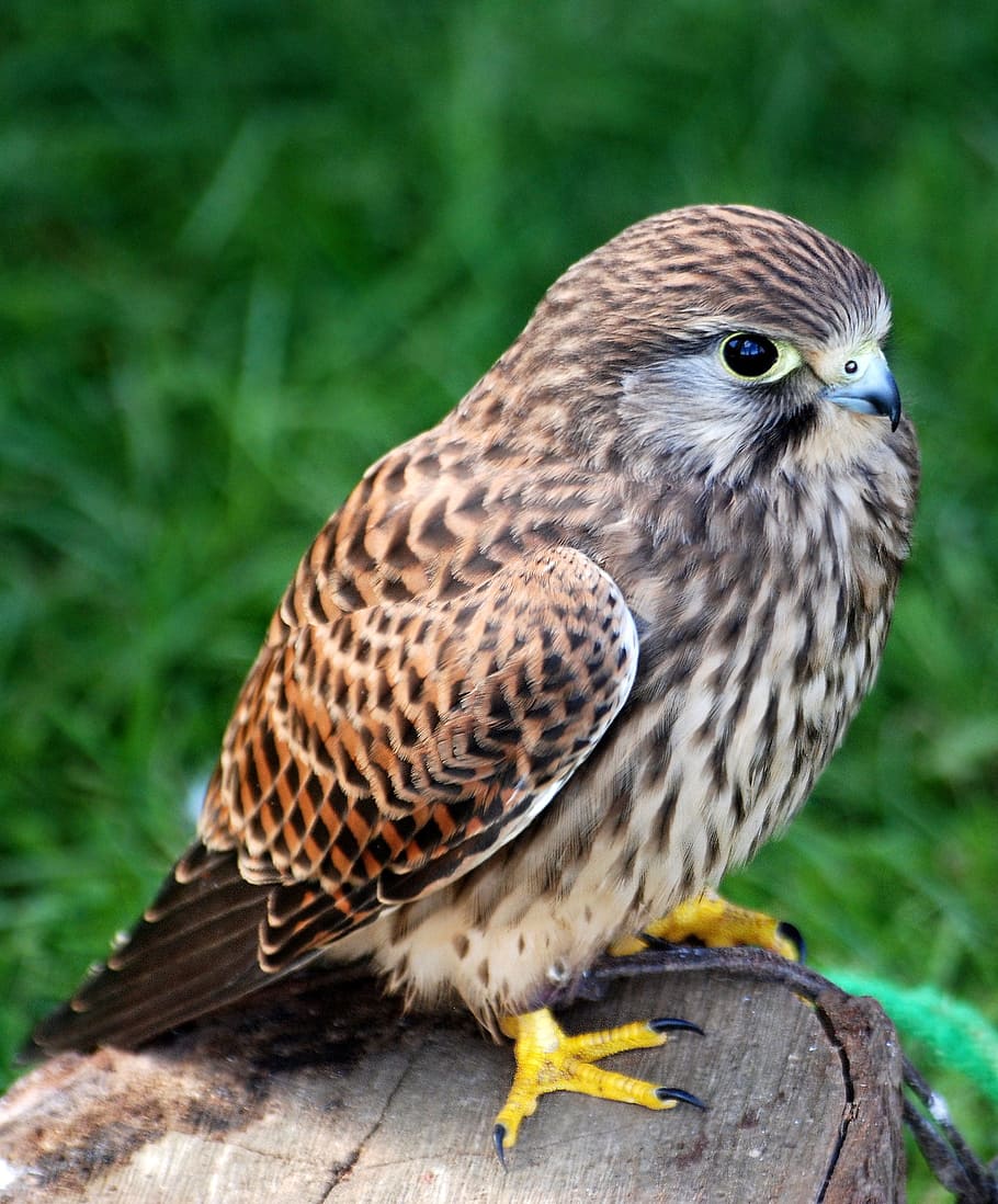 brown and black bird on wood log, kestrel, falconry, training HD wallpaper