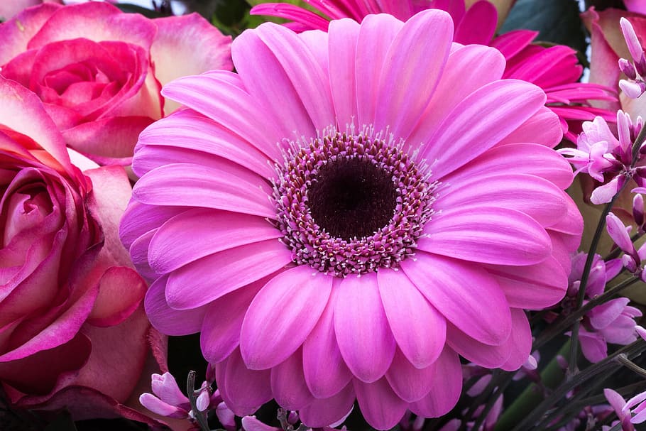 pink gerbera flower selective focus photography, composites HD wallpaper